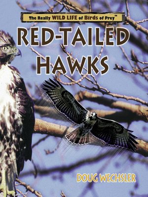 cover image of Red- Tailed Hawks